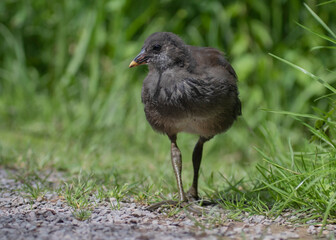 Juvenile Moorhen walks towards camera on gravel path with grass riverbank in the background. Gallinula shows long greenish legs downy feathers