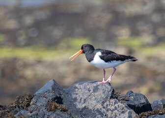 Oyster catcher with beak open wades along shoreline on Alderney Channel Islands showing orange bill pink legs black and white feathers plumage