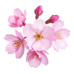 Naklejka premium Close-up of delicate pink cherry blossoms