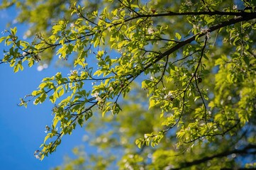 Fototapeta premium Blue sky visible through tree branches in a spring setting. Focused detail. Premium quality image.