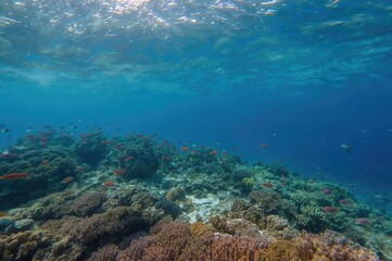 Fototapeta premium Underwater adventure exploring vibrant coral reefs and lagoons
