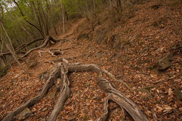 Interwoven roots sprawling across a rugged hiking path. Scenic natural backdrop.