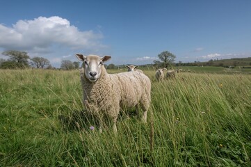 Fototapeta premium Sheep Feeding on Lush Meadow