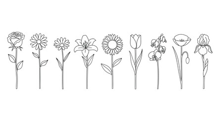 Collection of delicate outline roses and flowers isolated on hand drawn art vector