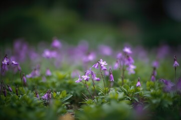 Fototapeta premium Tiny violet blossoms backdrop, flora, natural, season of bloom, elegance, yard, lush, adorable, vitality