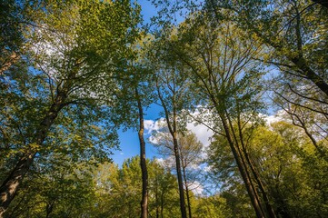 Obraz premium View of the sky through tree foliage