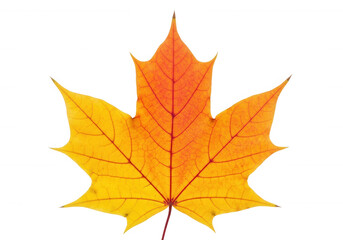Obraz premium Golden orange maple leaf isolated on a transparent background