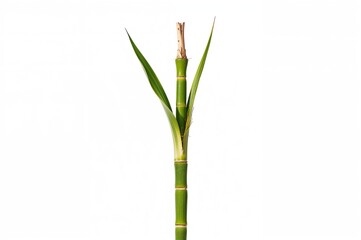 Obraz premium Fresh sugarcane stalks isolated on a white backdrop with clipping path, natural summer food element, green leaves and grass landscape