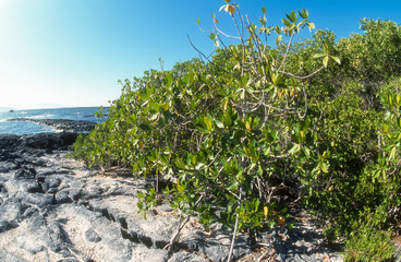 Paletuvier rouge, rhizophora mangle, mangrove, Ile volcanique, Archipel des Galapagos, Equateur