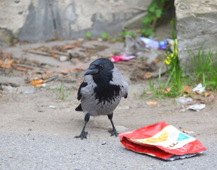 A crow is standing on the pavement next to an empty plastic bag