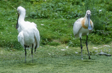 Spatule blanche, Platalea leucorodia, Eurasian Spoon