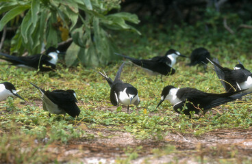 Sterne fuligineuse, Sterna fuscata nubilosa, Onychoprion fuscatus , Sooty Tern, Ile Byrd, Seychelles