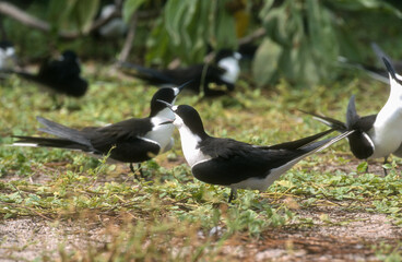 Sterne fuligineuse, Sterna fuscata nubilosa, Onychoprion fuscatus , Sooty Tern, Ile Byrd, Seychelles
