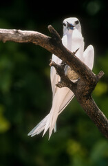 Gygis blanche, nid, oeuf,Gygis alba, White Tern,  Seychelles