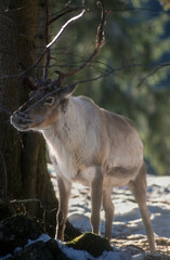 Renne d'europe, Rangifer tarandus tarandus,