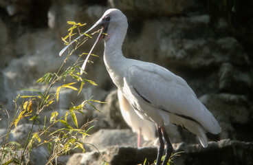 Spatule blanche, Platalea leucorodia, Eurasian Spoon