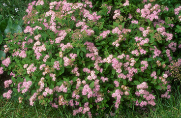 Spiraea bumalda, Spirée japonaise