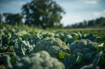 Close-up of green broccoli cultivated organically using natural light and soft focus