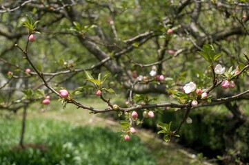 Obraz premium Early blooms on an apricot tree heralding springtime