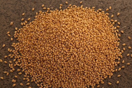 Detailed view of finger millet grains scattered on a flat surface