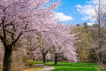 Beautiful cherry blossoms bloom in the park during springtime
