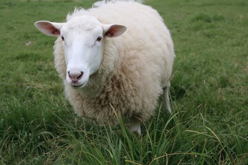 Obraz premium Close-up of a sheep standing on a grassy field