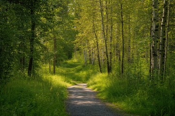 Fototapeta premium Tranquil Trail Amidst Vibrant Greenery and Tall Birch Trees in a Quiet Woodland