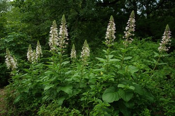 Fototapeta premium Spinach grows as upright shrubs that can attain heights between one and two meters