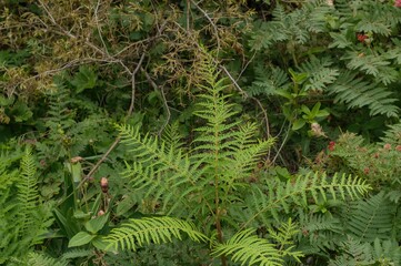 Selaginella species growing in a protected natural reserve