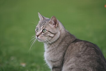Profile view of a gray striped cat with a green backdrop