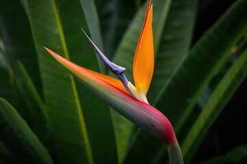 Detailed close-up of vibrant red and yellow Heliconia psittacorum blooms with a soft leafy background