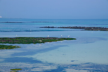 Egrets Feeding on Shallow Flats