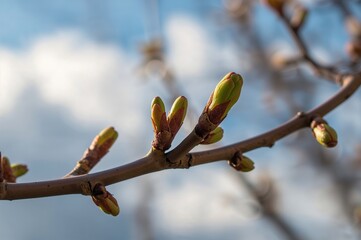 Close-up macro photograph of tree branches with spring buds
