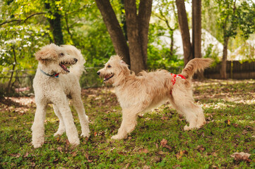 Two puppies playing in a yard