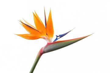 Bird of Paradise Flower Isolated on White