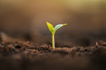 Fototapeta premium Tiny seedling breaking through the soil surface
