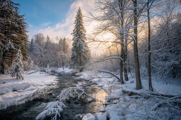 Winter sunlight shining on a snowy woodland