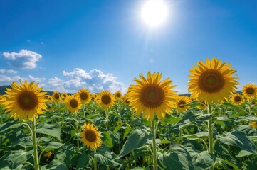 Obraz premium Vibrant sunflowers basking under a clear blue sky in midsummer
