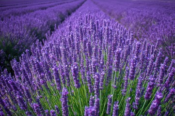 Fototapeta premium Breathtaking close-up of vibrant purple-blue lavender blossoms in full bloom