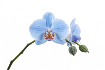 Collection of separated blue vanda orchid stems displayed on a white backdrop during the warm season