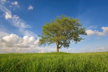 Fototapeta premium Solitary pear tree standing in a lush green meadow under a bright blue summer sky
