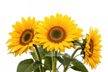 Obraz premium Collection of vibrant sunflowers on a white background