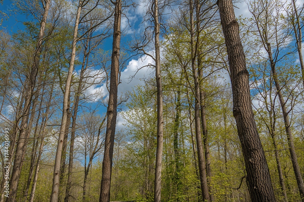 Wall mural high forest trees with visible bark patterns