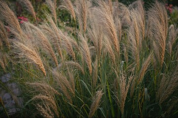 Ornamental Millet Plant for Garden Decoration, Pennisetum glaucum, Ideal as a Garden Backdrop