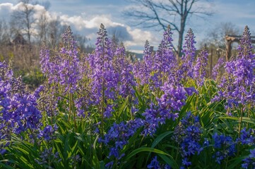 Obraz premium Background of blooming purple flowers in spring