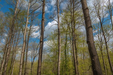 Fototapeta premium High forest trees with visible bark patterns
