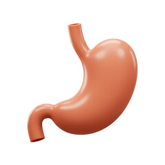 Realistic 3d model of human stomach digestive organ anatomy Isolated on transparent background, png