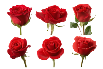 vibrant red roses in full bloom, perfect for any occasion  isolated on white background