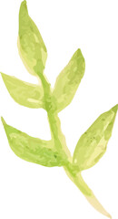 branch watercolor hand drawn isolated on white