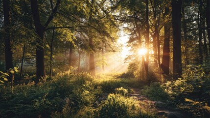 Fototapeta premium Sunlight Piercing Through the Lush Forest Canopy, Creating a Dreamy Atmosphere in a Serene Woodland Setting at Sunrise